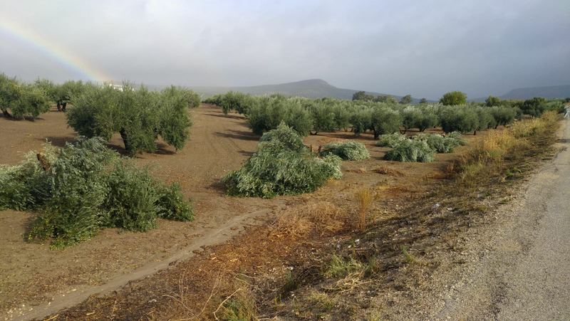 El PP de Porcuna exige a Madueño que investigue el corte “indiscriminado” de más de un centenar de olivos