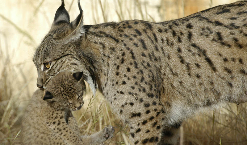El PP de Jaén aplaude las medidas del Gobierno andaluz para la defensa del lince ibérico