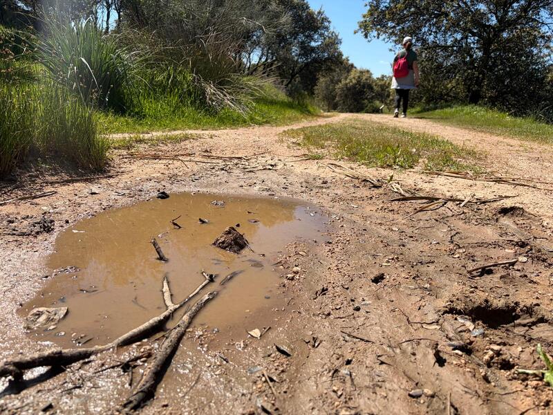 El PP reclama a Diputación un plan provincial contra el Virus del Nilo “como tienen otras diputaciones” ante un año de alto riesgo