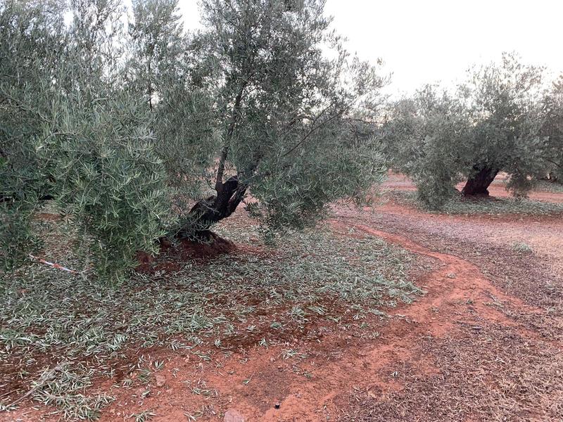 El PP de Jaén exige al Gobierno Central la declaración de zona catastrófica de una zona de la provincia 