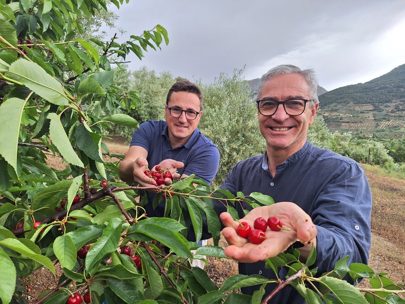 El PP reivindica el valor de la cereza como cultivo complementario al olivar en la provincia y exige más apoyo, ayudas y promoción a la Diputación