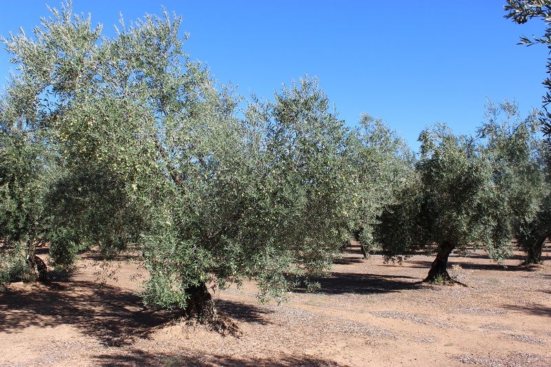 Márquez advierte que el campo andaluz y jiennense “tendrán una importante pérdida de renta” por los ecoesquemas en Andalucía 