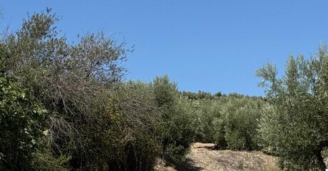 Partido Popular de Jaén