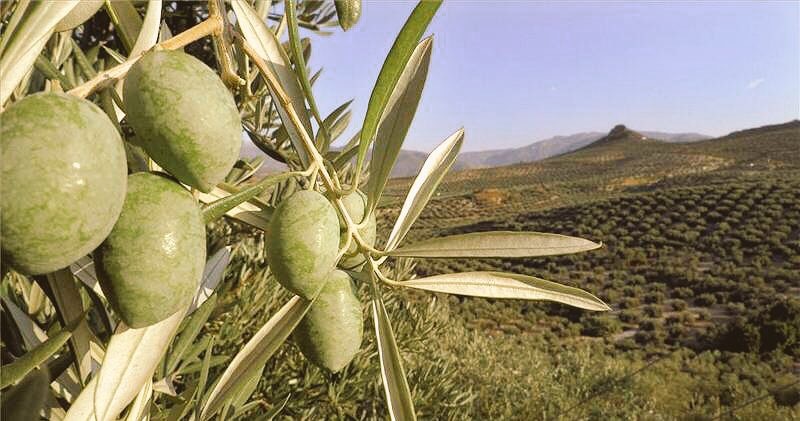 El PP lamenta que el consejero haya venido “con las manos vacías y a ningunear al sector del oleoturismo”